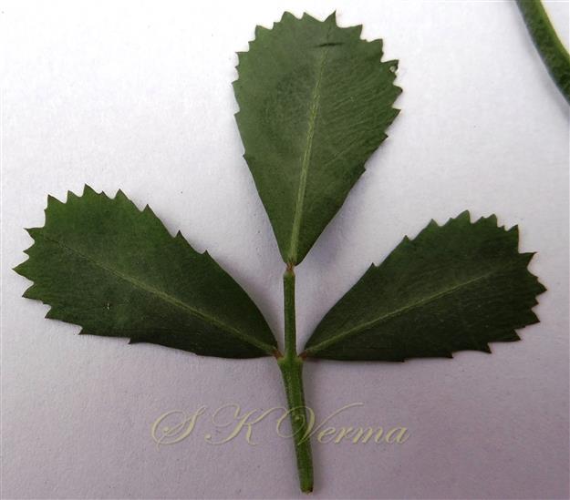  Leaf